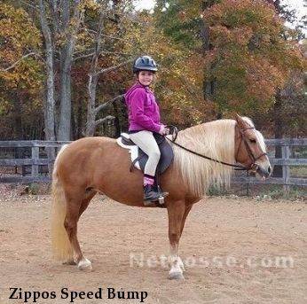 Zippos Speed Bump